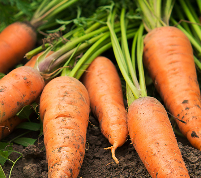 Cách trồng cà rốt bằng phân bón Supe