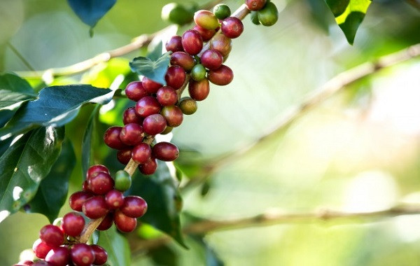 Phân bón NPK đã cải thiện năng suất Cà phê như thế nào