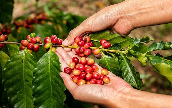 Bón phân cho vườn cà phê cải thiện năng suất, chất lượng và lợi nhuận