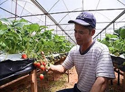 Hướng dẫn cây trồng: Chăm sóc và khuyến nghị cây dâu tay của Supe Lâm Thao