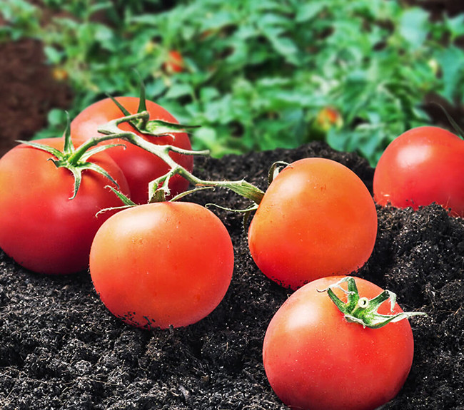 Hướng dẫn cây trồng: Về cây Cà chua