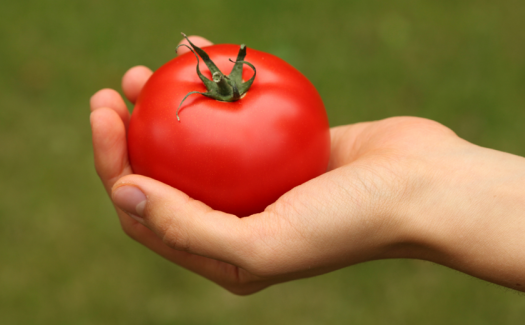 Hướng dẫn cây trồng: Cách trồng cà chua