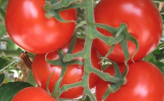 Hướng dẫn cây trồng: Dinh dưỡng cây cà chua