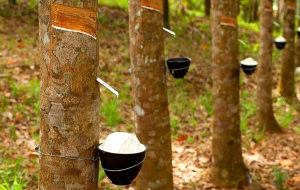 Bón phân NPK-S Lâm Thao cho cây cao su đạt năng suất mủ tối ưu