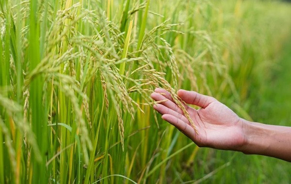 Phân NPK-S Lâm Thao giúp tăng năng suất cây lúa