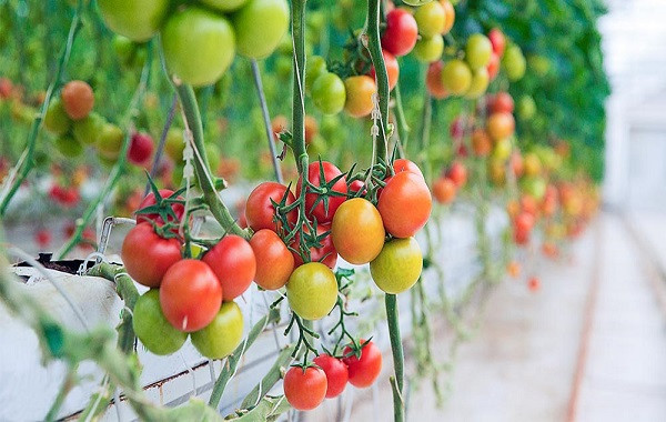 Quy trình bón phân Lâm Thao cho cây cà chua
