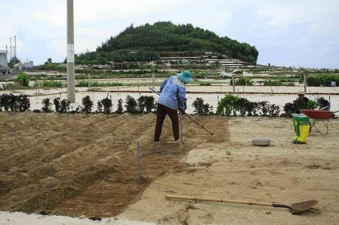 Kỹ thuật trồng tỏi Lý Sơn trên nền đất núi lửa với phần bón NPK