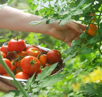 Chương trình dinh dưỡng cà chua trong nhà kính