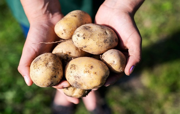 Tăng năng suất khoai tây với phương pháp ngâm ủ KMg