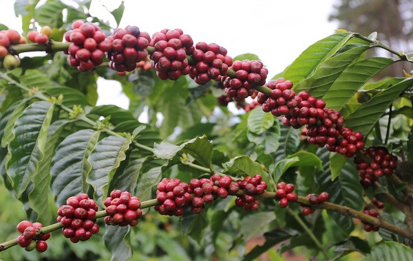 Bón phân Lâm Thao cho cà phê sau mùa khô hạn