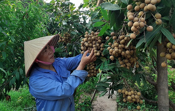 Quy trình bón phân Lâm Thao cho cây Nhãn, Vải