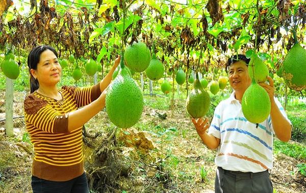 Quy trình bón phân Lâm Thao cho cây gấc