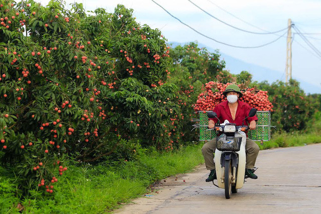 Nông dân Bắc Giang bội thu vải thiều nhờ sử dụng phân bón Lâm Thao