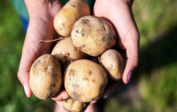 Hướng dẫn kỹ thuật trồng cây khoai tây
