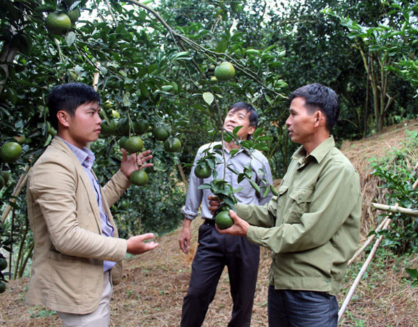 Hướng dẫn nông dân bón phân Lâm Thao hiệu quả tiết kiệm cây trồng lớn nhanh hoa trái đầy cành