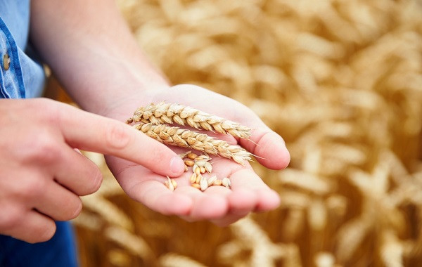 Bón phân cho lúa mì và lúa mạch mang lại năng suất tốt hơn