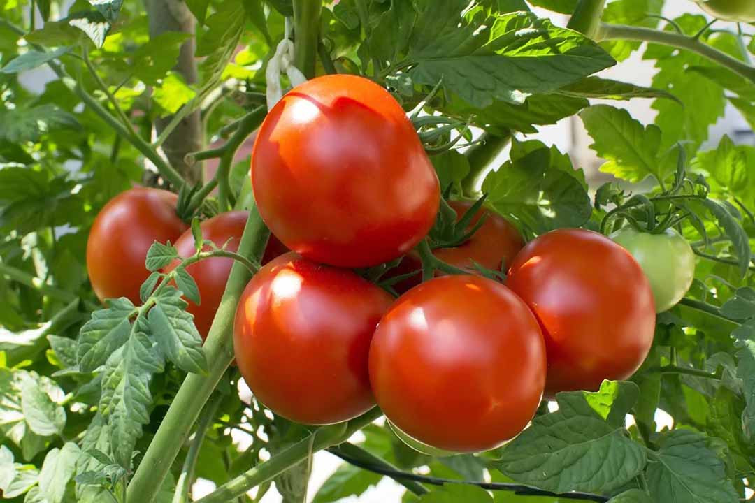 Hướng dẫn trồng cà chua: Triệu chứng thiếu chất dinh dưỡng