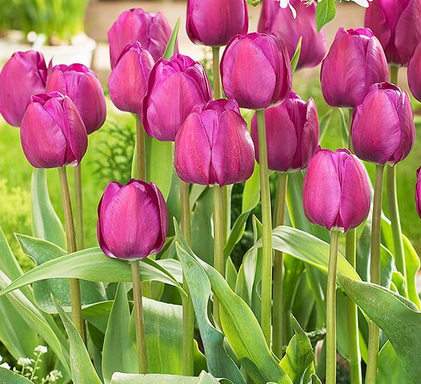 Cách tốt nhất để trồng hoa Tulip là gì?