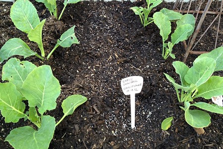 Biện pháp kỹ thuật trồng và chăm sóc cây súp lơ