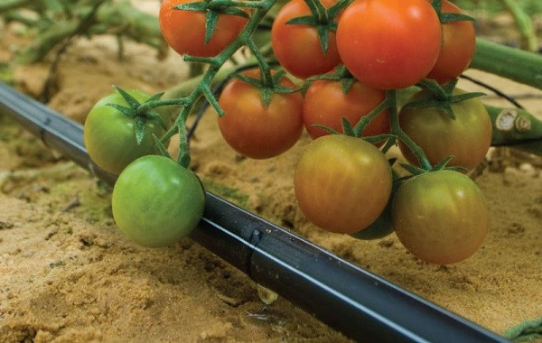 Hướng dẫn kỹ thuật trồng cà chua trong nhà màng