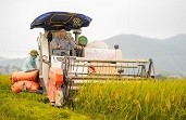 Câu chuyện thành công của người nông dân trồng lúa bằng phân bón Lâm Thao