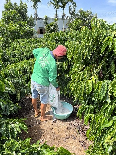 Phân bón Lâm Thao đồng hành cùng nông dân phát triển cà phê bền vững.