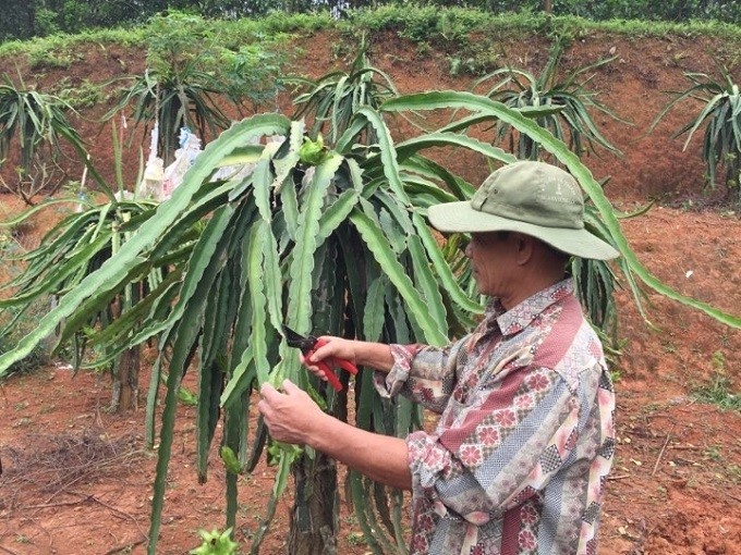 Thu nhập cao nhờ chuyển đổi cây trồng phù hợp và sử dụng phân bón NPK Lâm Thao đúng cách.