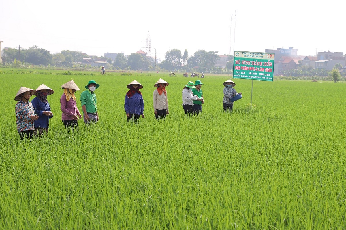 Kết hợp Hữu cơ khoáng Lâm Thao và NPK-S Lâm Thao, lúa mùa đẻ nhánh sớm, tăng nhánh hữu hiệu