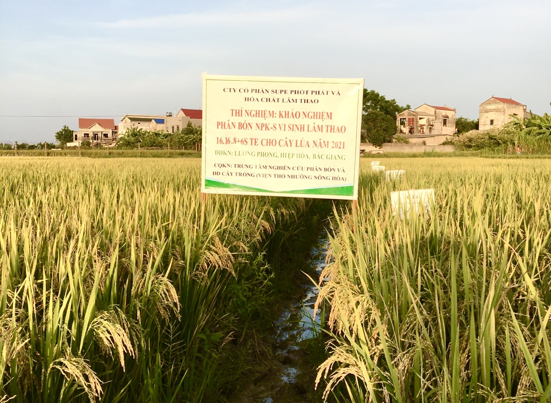 Nông dân trồng lúa nói gì về phân bón chứa vi sinh của Supe Lâm Thao?