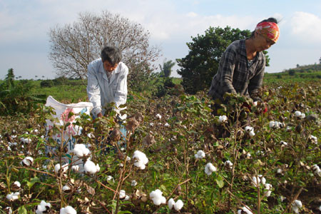 Bông: Thiếu hụt chất dinh dưỡng