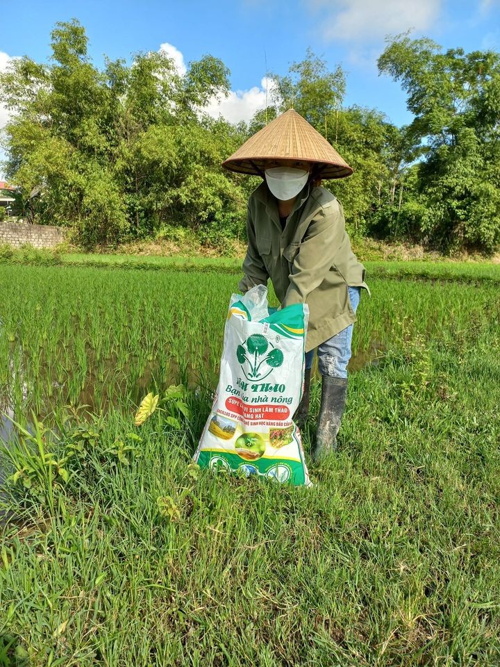 Nét Đẹp Lâm Thao "Sản phẩm phân bón Lâm Thao trên đồng ruộng" 05