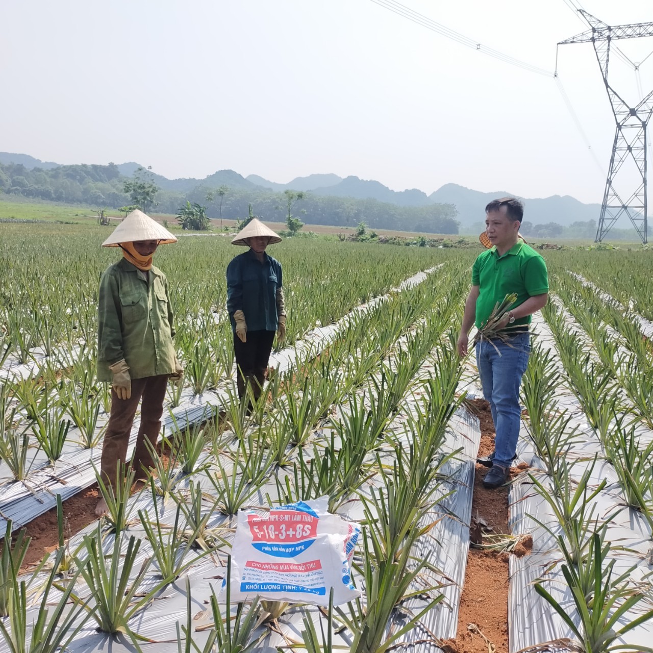 QUY TRÌNH BÓN PHÂN LÂM THAO CHO CÂY DỨA