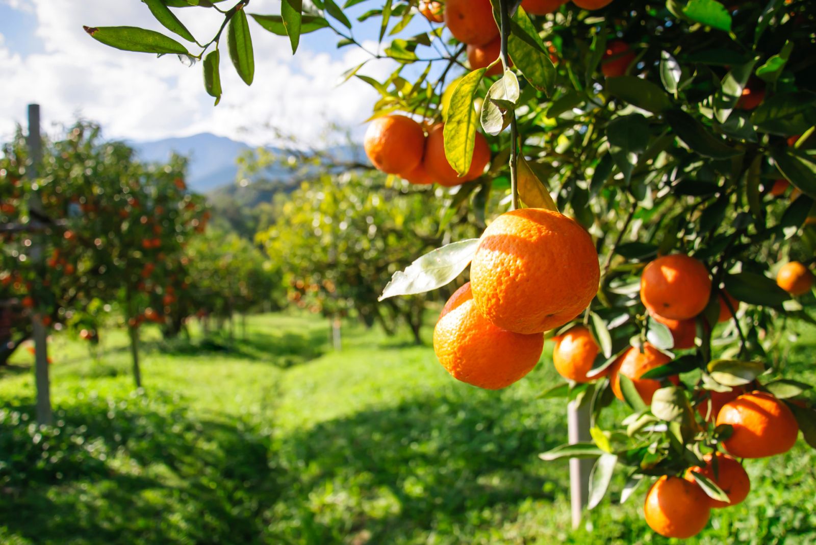 Sự thiếu hụt chất dinh dưỡng trong cây ăn quả