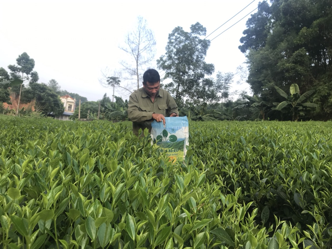 Ông Tiến (xóm Văn Cường, xã Phú Cường, huyện Đại Từ) cầm túi phân hữu cơ khoáng Lâm Thao trên đồi chè của mình, ngày 04/8/2021. Ảnh: Phạm Việt Dũng